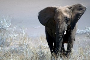 2007-09-27-06-49-14-elephant-du-desert-mecontent-7ad12-1b565