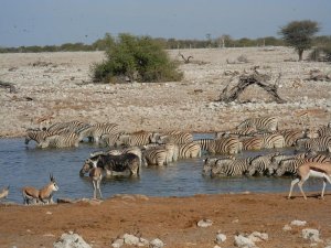 2007-09-28-02-18-26-parc-d-etosha-ffdff-d84dc