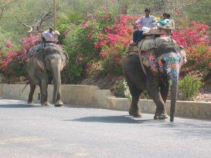2007-04-27-09-27-23-elephants-a-jaipur-ce5d6-6e0ae