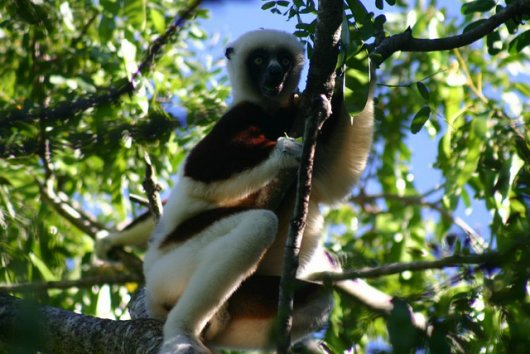 foret_tropicale_de_l_atsinanana_madagascar-6e727