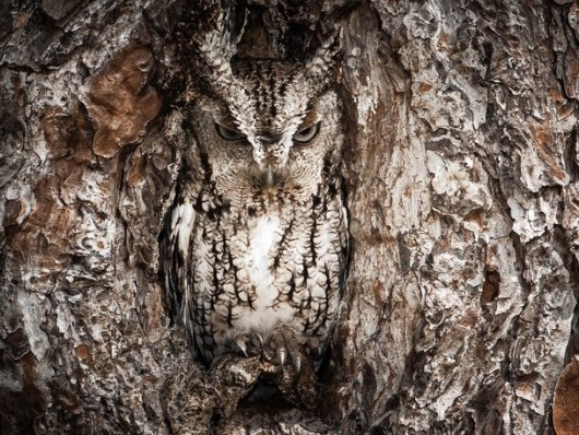 screech_owl-c5569