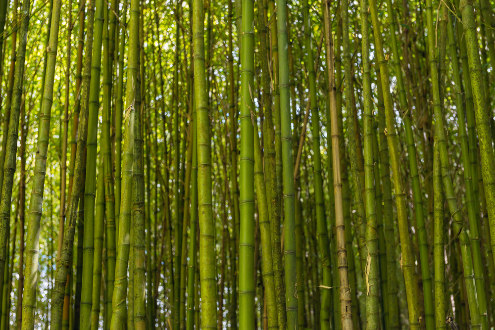 shutterstock_435981157