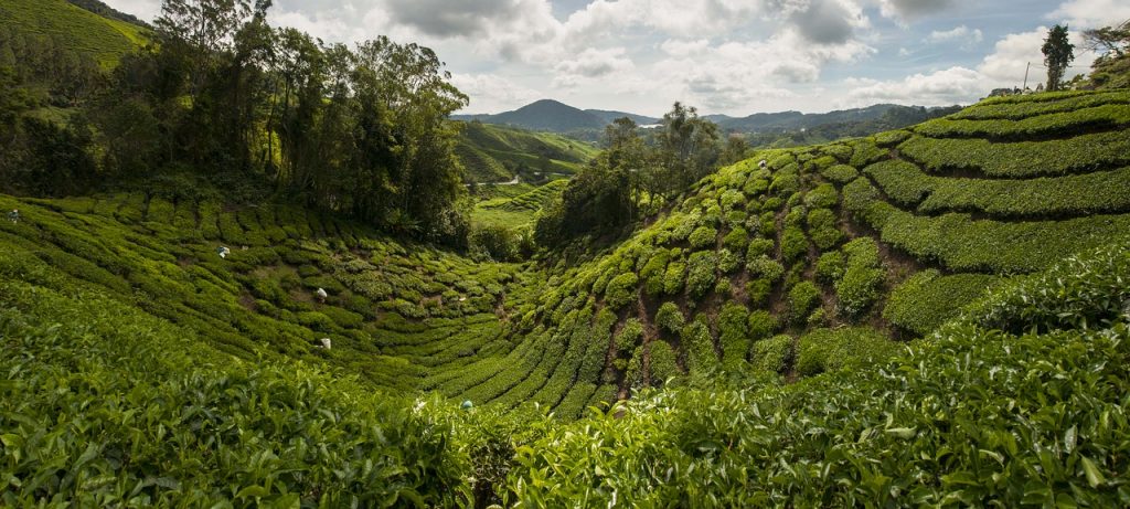 Cameron Highlands - blog Opodo