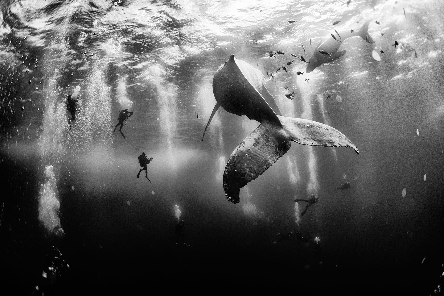 whale whisperers