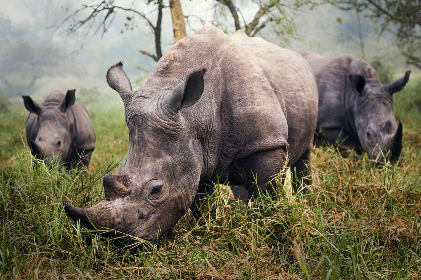 White Rhinos