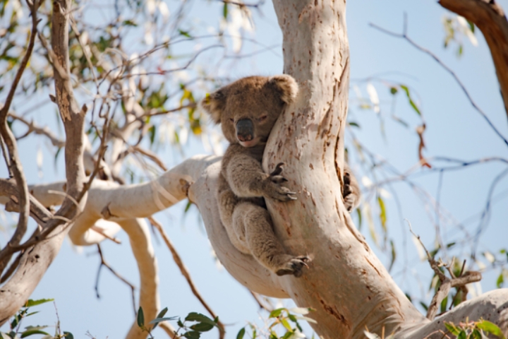 Un koala en Australie