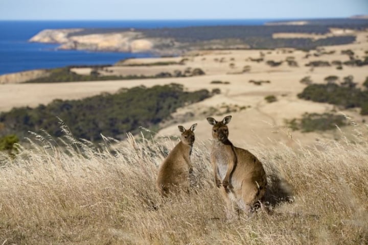 2 kangourou sur Kangaroo Island