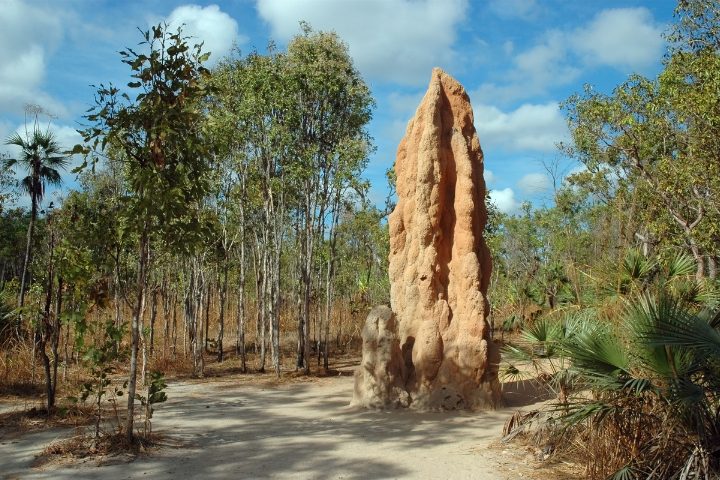 termitières magnétiques