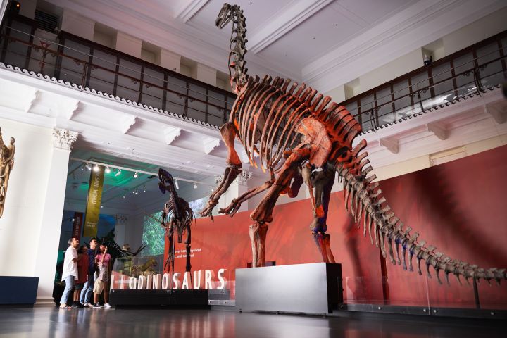 Squelette de dinosaure à l'Australian Museum