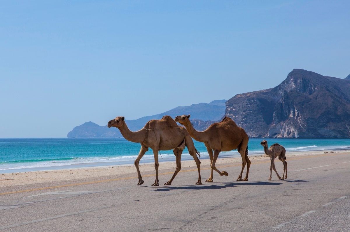 3 chameaux sur la plage avec les falaises en arrière plan