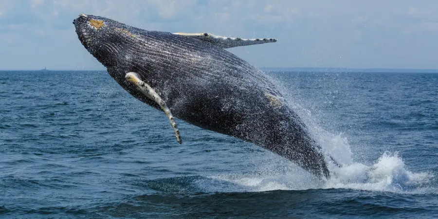 Jour 7 : Baleines & Jardins