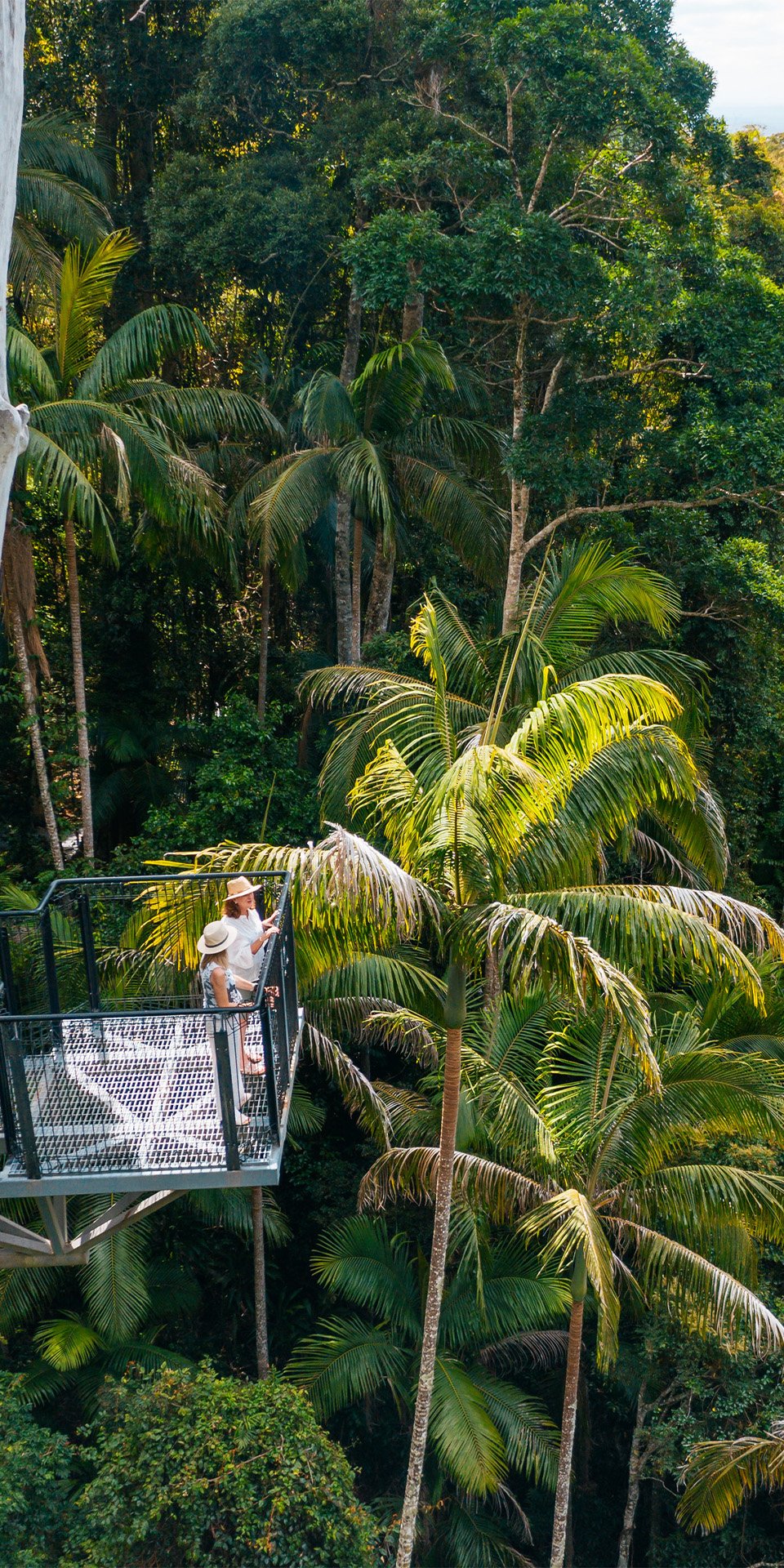 Promenades en forêt tropicale dans les parcs nationaux de Springbrook ou Lamington